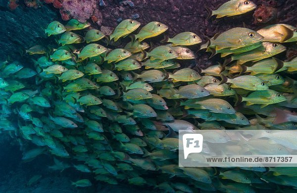 Schooling fish on Coral reef.