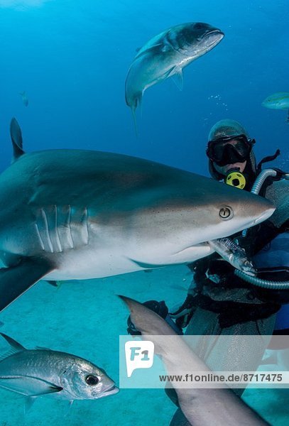 Shark feeder feeds shark.