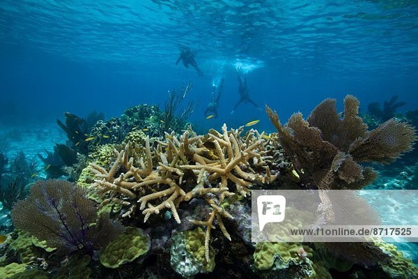 Snorkelers on a coral reef.