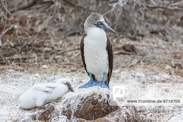Insel  blau  Jungvogel  Mount Seymour  UNESCO-Welterbe  Tölpel  Erwachsener  Ecuador  Galapagosinseln  Norden  Südamerika