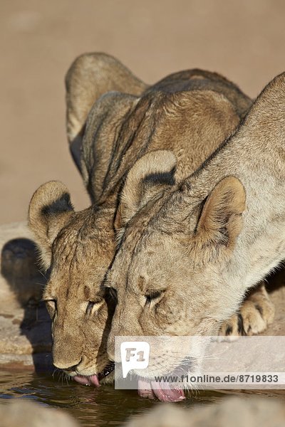 Two lions (Panthera leo) drinking Kgalagadi Transfrontier Park encompassing the former Kalahari Gemsbok National Park South Africa Africa