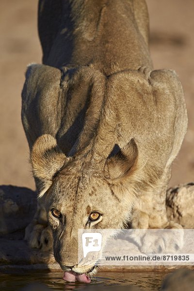 Lion (Panthera leo) cub drinking Kgalagadi Transfrontier Park encompassing the former Kalahari Gemsbok National Park South Africa Africa