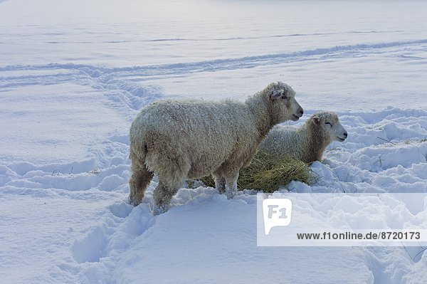 Großbritannien  Schaf  Ovis aries  Dorf  Heu  tief  Schnee