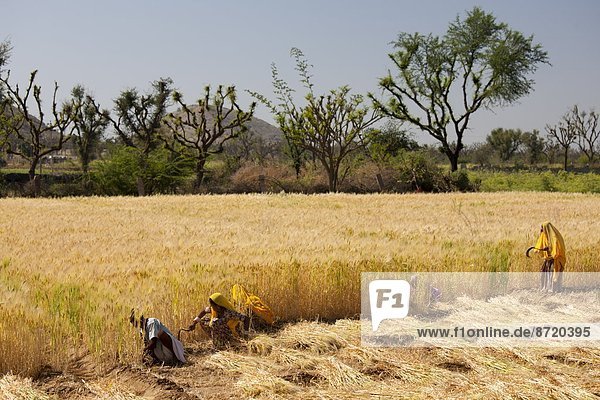 arbeiten  Landwirtschaft  ernten  Nutzpflanze  Feld  Gerste  Rajasthan