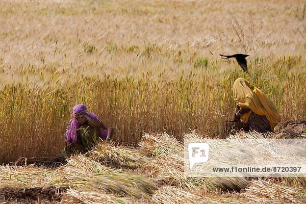 Barley crop being harvested by local agricultural workers in fields at Nimaj  Rajasthan  Northern India