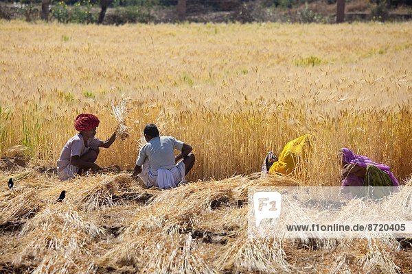 Barley crop being harvested by local agricultural workers and the farmer wearing turban in fields at Nimaj  Rajasthan  Northern India