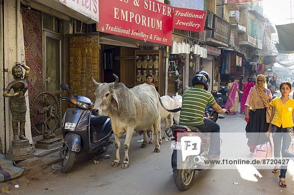 Hausrind  Hausrinder  Kuh  Jodhpur  Markt  Rajasthan  Straßenverkehr
