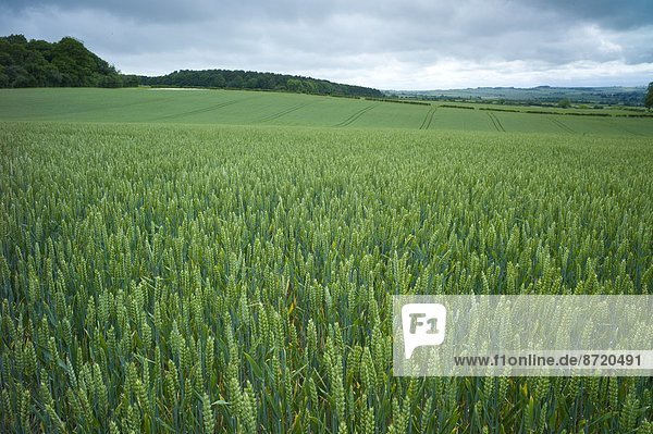 Getreide  Großbritannien  Nutzpflanze  Feld  Weizen  Cotswolds  Oxfordshire