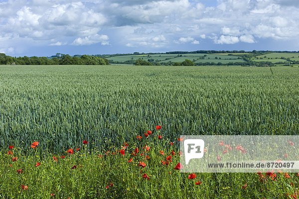 Großbritannien  Feld  Wildblume  Weizen  Lebensraum  Cotswolds  Oxfordshire  Wildtier