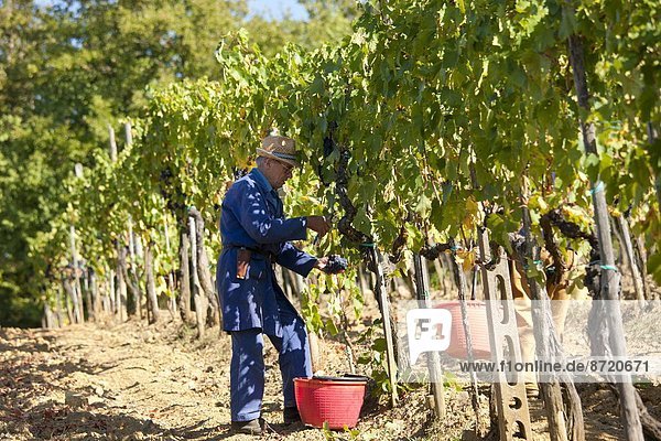 Mann  Weintraube  aufheben  Geographie  Chianti  Italien  Toskana