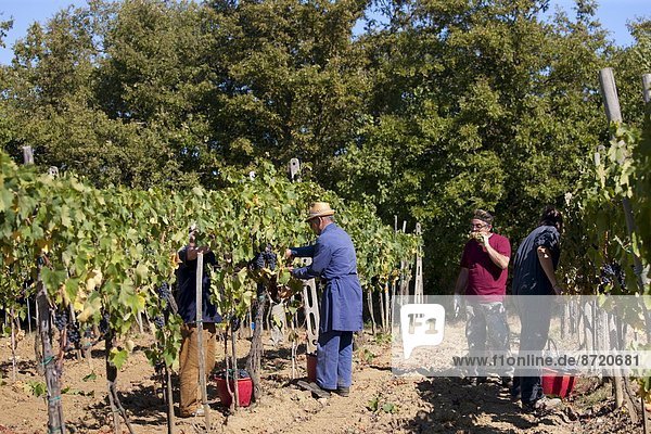 Mann  Weintraube  aufheben  Geographie  Chianti  Italien  Toskana