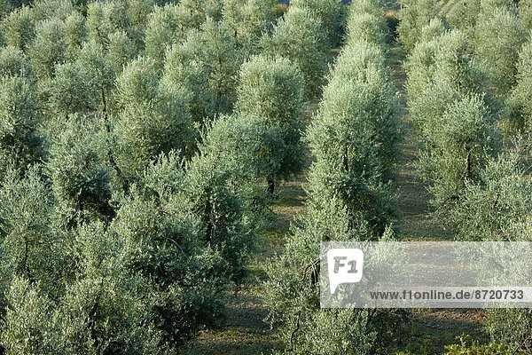 nahe  Tradition  Baum  Olive  Hain  Italien  Montalcino  Toskana