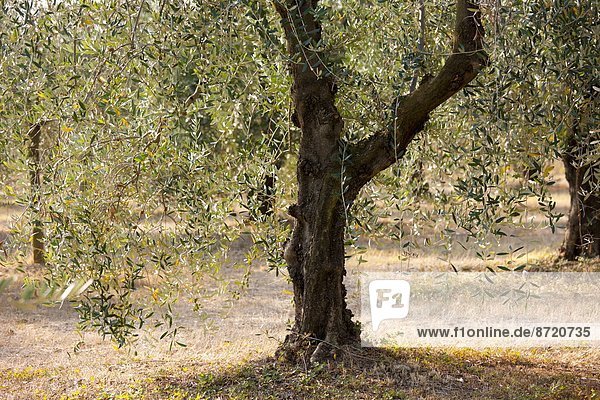 Tradition  Baum  Olive  Hain  Italien  Toskana