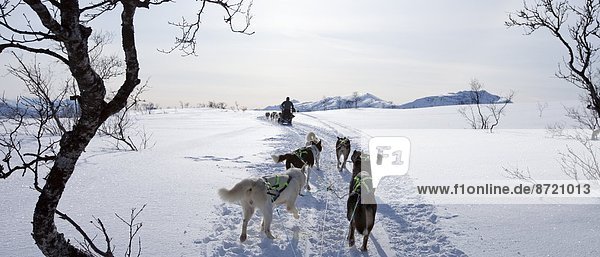 Alaskan Huskies dog-sledding at Villmarkssenter wilderness centre on Kvaloya Island  Tromso in Arctic Circle  Northern Norway
