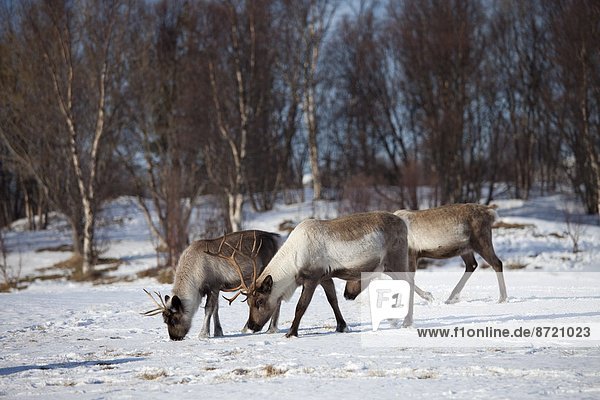 Rentier Rentiere Rangifer tarandus Landschaft Herde Herdentier Kreis Norwegen Norden Arktis grasen Schnee Tromso