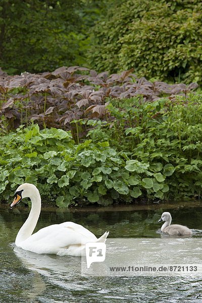 Höckerschwan Cygnus olor Großbritannien Cotswolds Schwanjunges Gloucestershire