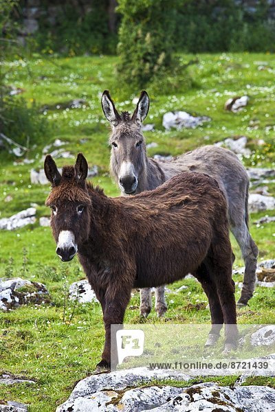 Traditional Irish brown and grey donkeys in The Burren  County Clare  West of Ireland