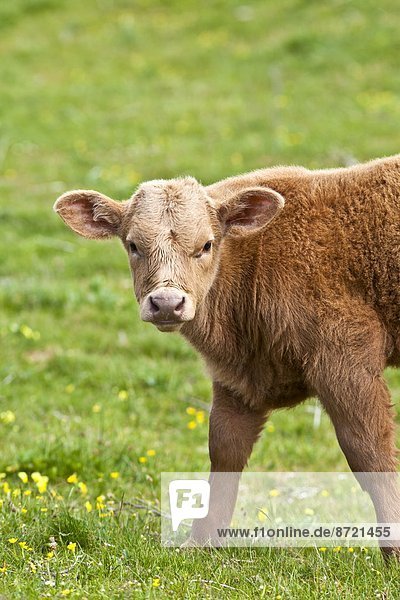 Wiese jung Löwenzahn Clare County braun Kalb