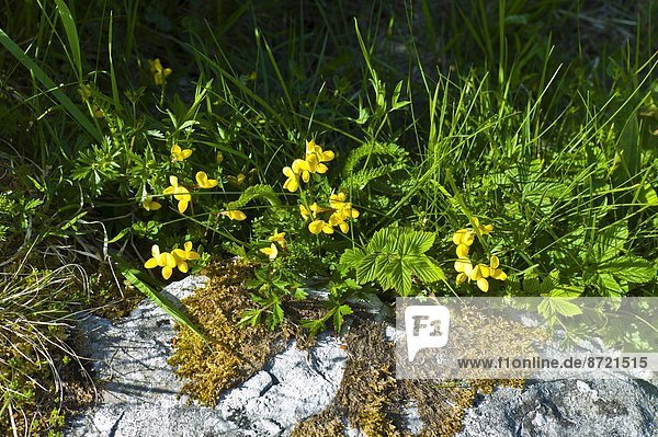 Wildblume  Ethnisches Erscheinungsbild  Clare County  Flechte   Flechten
