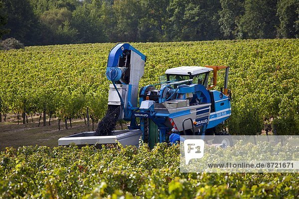 Wine harvest  the vendange  of Merlot grapes by vine tractor at Chateau Fontcaille Bellevue  in Bordeaux region of France