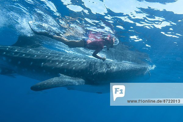 Snorkeller and whale shark (Rhincodon typus) feeding at the surface on zooplankton  mouth open  known as ram feeding  Yum Balam Marine Reserve  Quintana Roo  Mexico  North America