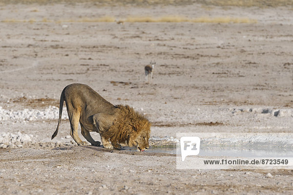 Afrikanischer Löwe (Panthera Leo)  beim Trinken am Nebrownii Wasserloch  Etosha-Nationalpark  Namibia