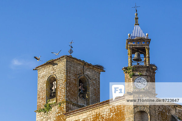 Weißstorchnester auf dem Dach der Kirche Santa María la Mayor  Trujillo  Spanien