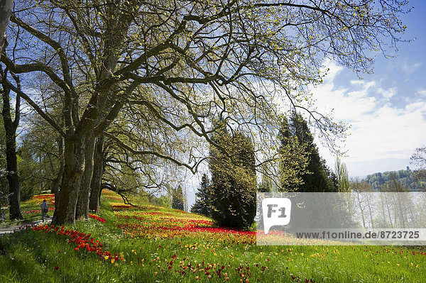 Bunte Frühlingswiese mit Osterglocken und Tulpen  Mainau  Baden-Württemberg  Deutschland