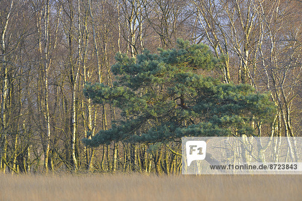 Kiefer (Pinus sylvestris) und Moor-Birken (Betula pubescens) im Moor  Tinner Dose  Emsland  Niedersachsen  Deutschland