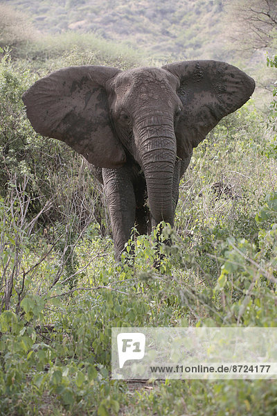 Afrikanischer Elefant (Loxodonta africana)  im Busch  Serengeti  Tansania