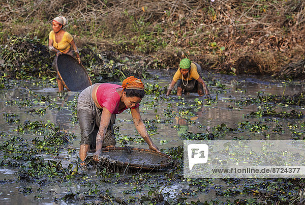 Frauen vom Stamm der Mishing fischen in einem Fischteich  Majuli  Assam  Indien