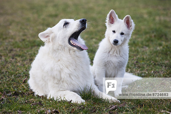 Weiße Schäferhunde  Rüde und Welpe  Österreich