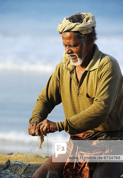 Fisherman taking small fish out of the net  on the beach  Arabian Sea  Varkala  Kerala  South India  India