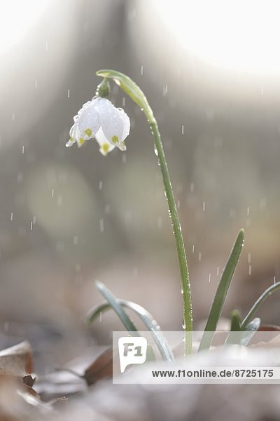 Nauhaufnahme einer Frühlings-Knotenblume (Leucojum vernum) im Regen