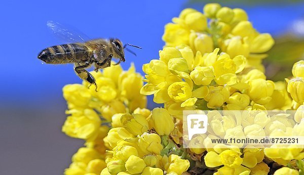 Honigbiene,  Apis mellifera,  sucht Nektar