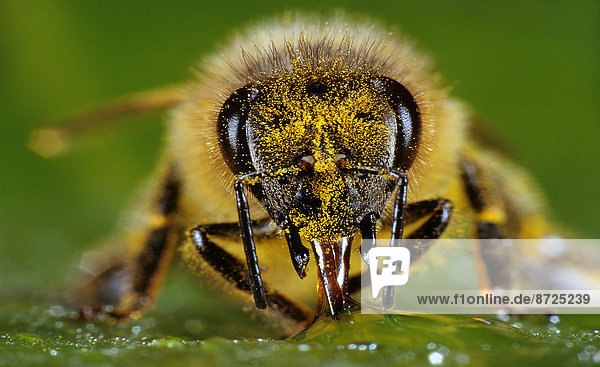 Honigbiene  Apis melliferam saugt Nektar