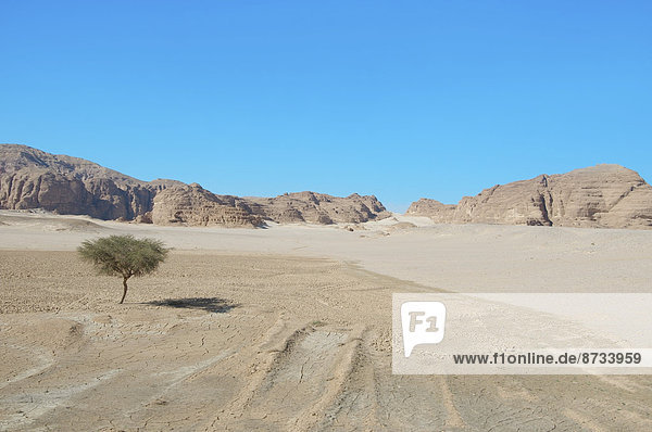 Akazie  Wüste  Sinai-Halbinsel  Ägypten