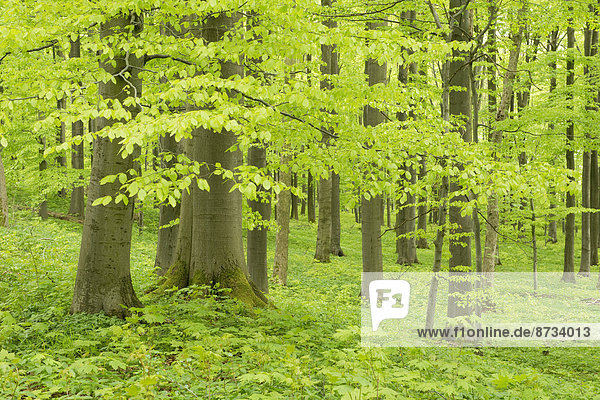 Rotbuchenwald (Fagus sylvatica) im Frühjahr  Nationalpark Hainich  bei Eisenach  Thüringen  Deutschland