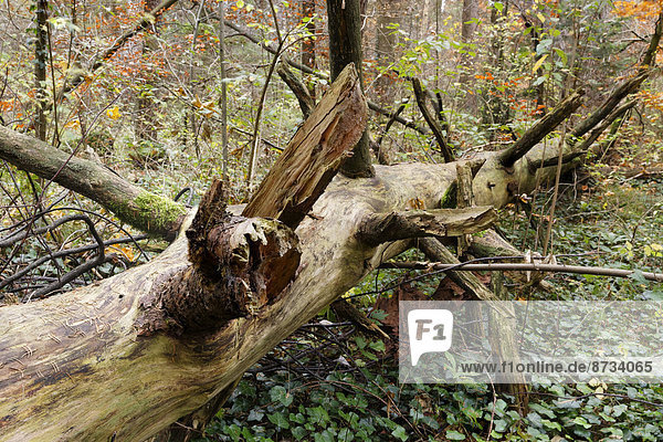 Alter liegender Baumstamm im herbstlichen Wald  Isarauen  Geretsried  Oberbayern  Bayern  Deutschland