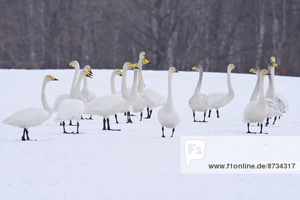 Swans in Hokkaido  Japan