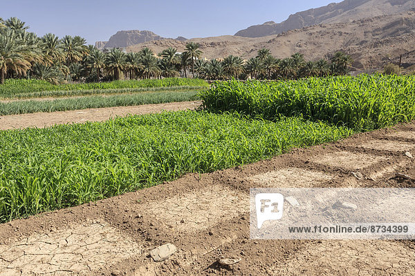 Oase mit Dattelpalmen und grünen Feldern  Dschabal Schams  Hadschar-Gebirge  Region ad-Dachiliyya  Oman