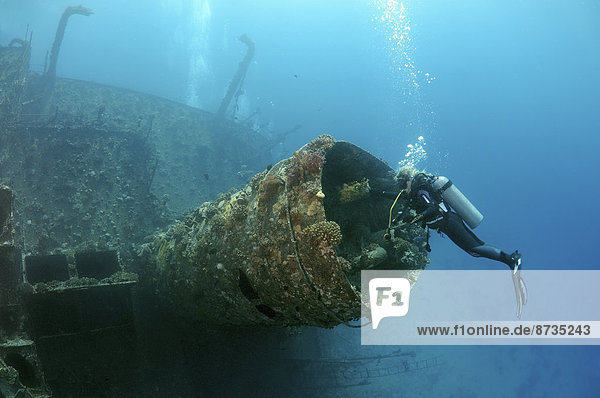 'Scuba diver looking at shipwreck ''Giannis D''  Red Sea  Egypt'