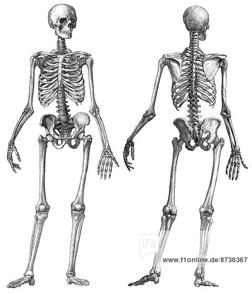 Menschliches Skelett  anatomische Zeichnung  19. Jahrhundert