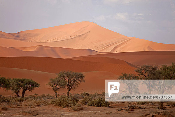 Sossusvlei dunes in the morning light  Namib-Naukluft National Park?  Namib Desert  Namibia