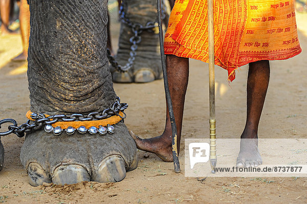 Elephant foot and human feet at Hindu temple festival  Thrissur  Kerala  South India  India