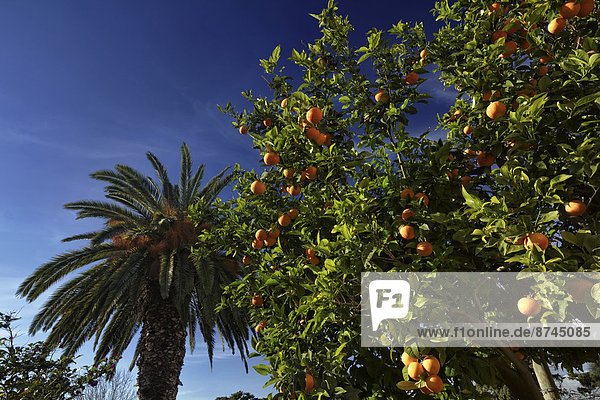 Ländliches Motiv  ländliche Motive  Verletzung der Privatsphäre  Baum  Garten  Palme  Italien  Sizilien