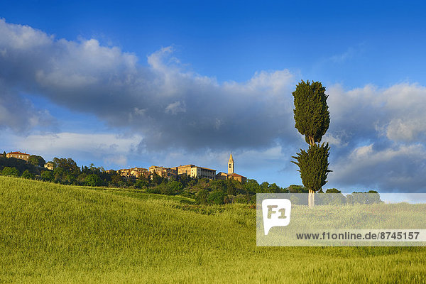 Baum  grün  Berggipfel  Gipfel  Spitze  Spitzen  Feld  UNESCO-Welterbe  Italien  Pienza  Toskana
