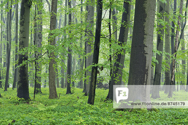 grün  Überfluss  Wald  Buche  Buchen  Laub  Deutschland  Thüringen