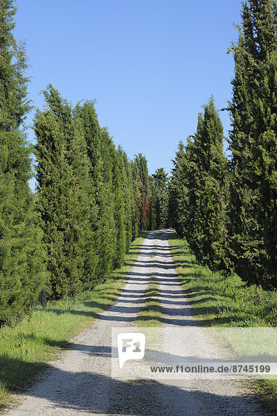 Ländliches Motiv  ländliche Motive  Baum  Weg  schmutzig  Menschenreihe  Toskana  Italien  Pienza