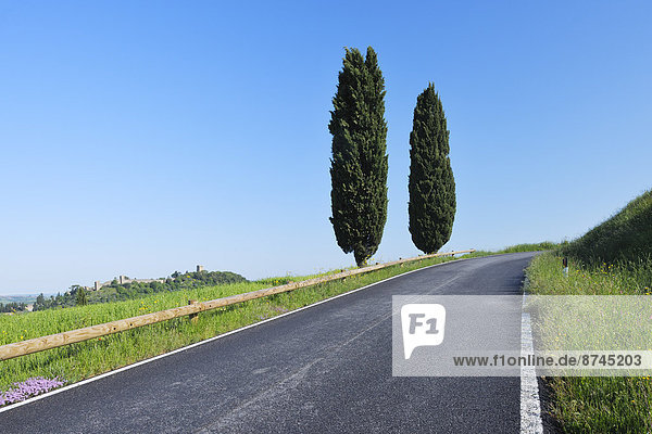 Ländliches Motiv  ländliche Motive  Baum  Fernverkehrsstraße  Menschenreihe  Toskana  Italien  Pienza